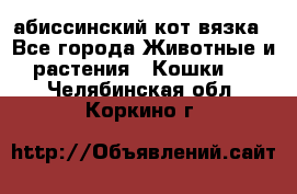 абиссинский кот вязка - Все города Животные и растения » Кошки   . Челябинская обл.,Коркино г.